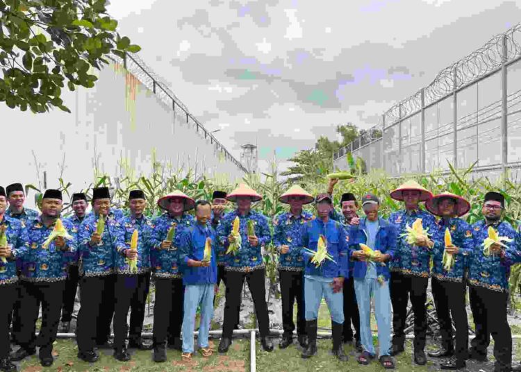 Rutan Batam Sukses Panen Jagung 250 Kg Hasil Warga Binaan