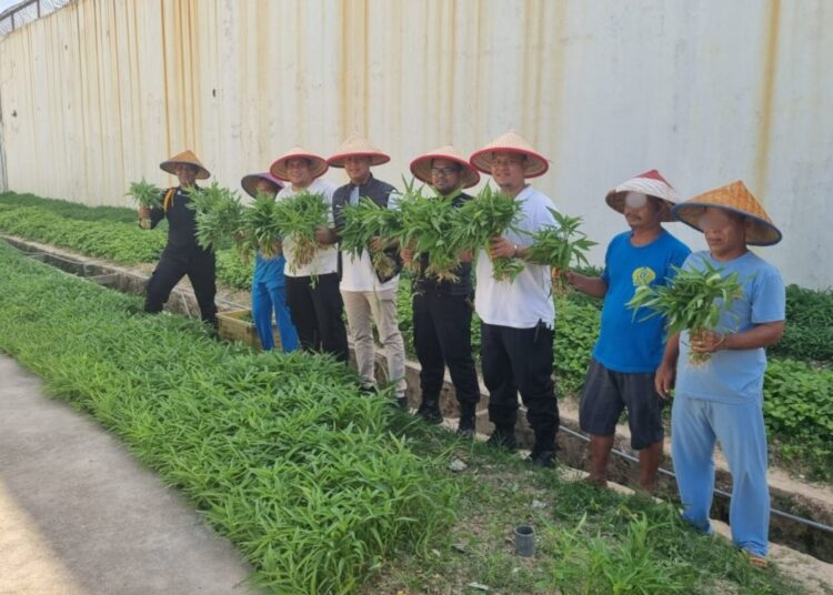 Rutan Batam Berhasil Panen 140 kg Sayur Kangkung dan Bayam
