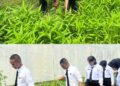 Panen 150 Kg Sayur Kangkung, Rutan Batam Wujudkan Program Ketahanan Pangan