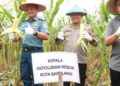 Dukung Ketahanan Pangan Nasional, Polresta Barelang Bersinergi Dalam Panen Raya Jagung di Galang