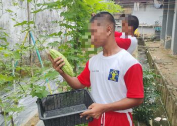 Anak Binaan LPKA Batam Panen Hasil Kebun dengan Antusias