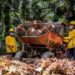 Astra Agro Lestari (AALI) Bocorkan Strategi Tingkatkan Daya Saing Sawit Nasional