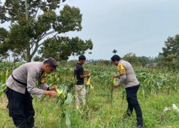 Kuatkan Kemandirian Pangan, Polsek Sungai Beduk Laksanakan Perawatan Jagung Pipil di Kampung Bagan Tanjung Piayu