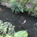 Kisah Ketua RT yang Bangun Kolam Ikan di Atas Selokan, Warga Bisa Ambil Gratis