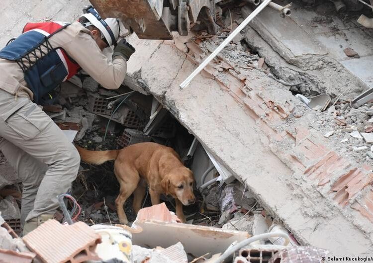Dogs: Danger Detectors?