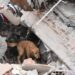 Dogs: Danger Detectors?