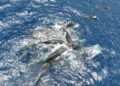 Sperm Whales’ Lifesaving Calf Rescue