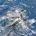 Sperm Whales’ Lifesaving Calf Rescue